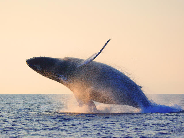 Whale wallpaper