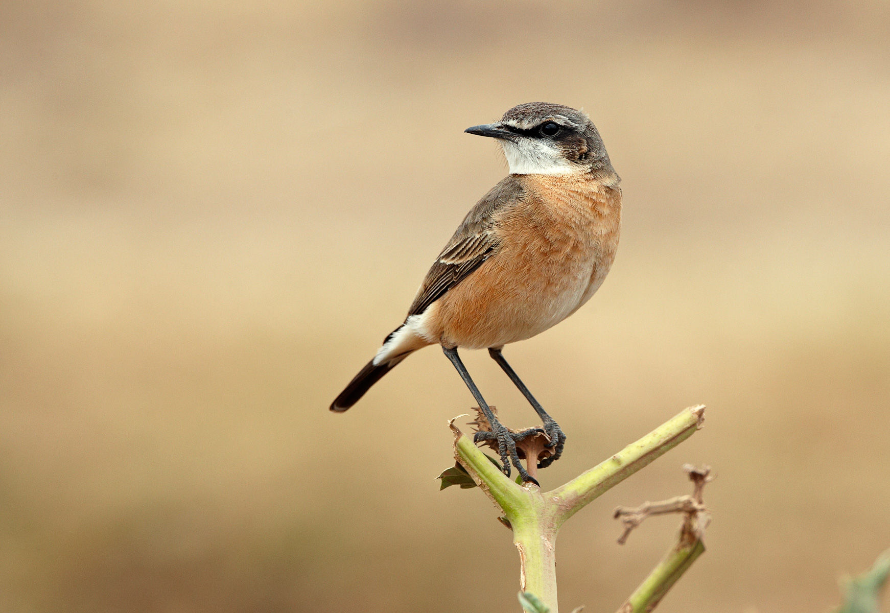 Wheatear