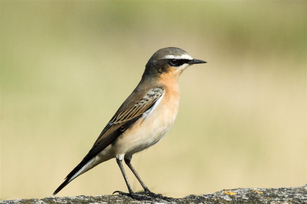 Pretty Wheatear