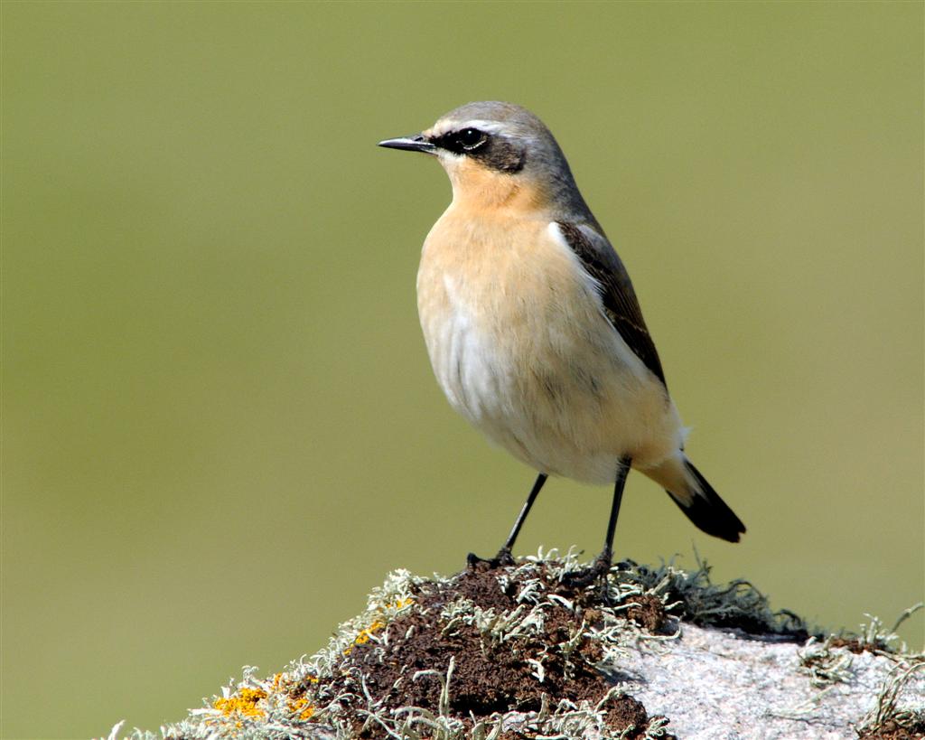 Pretty Wheatear
