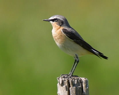 Pretty Wheatear