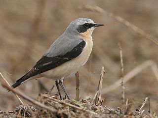 Pretty Wheatear