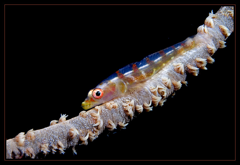 Whip coral goby