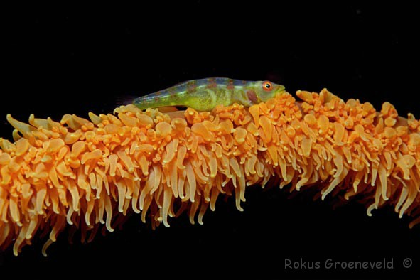 Pretty Whip coral goby