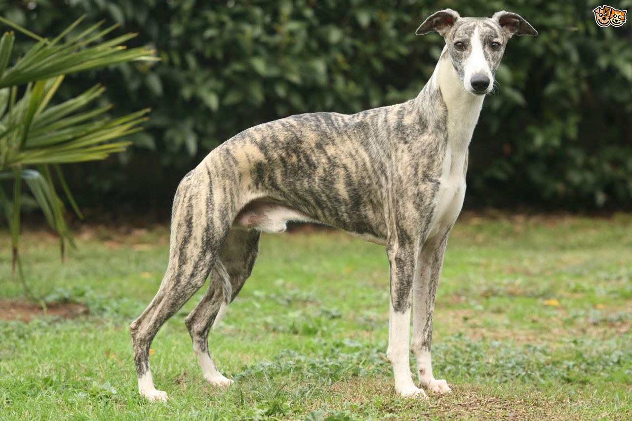 Nice Whippet - Dog Breed