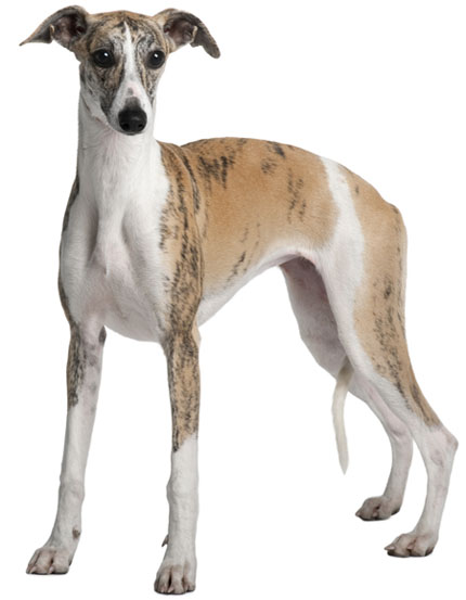 Wallpaper Whippet - Dog Breed