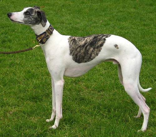 Photo Whippet - Dog Breed