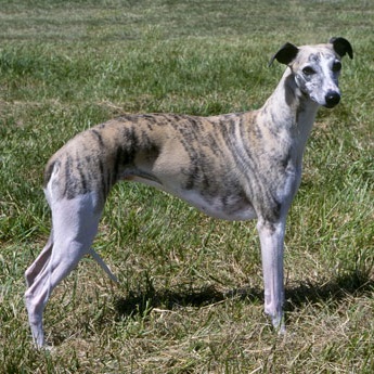 Whippet - Dog Breed photo 