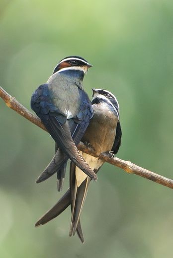 Whiskered tree swift