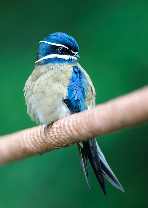 Pretty Whiskered tree swift