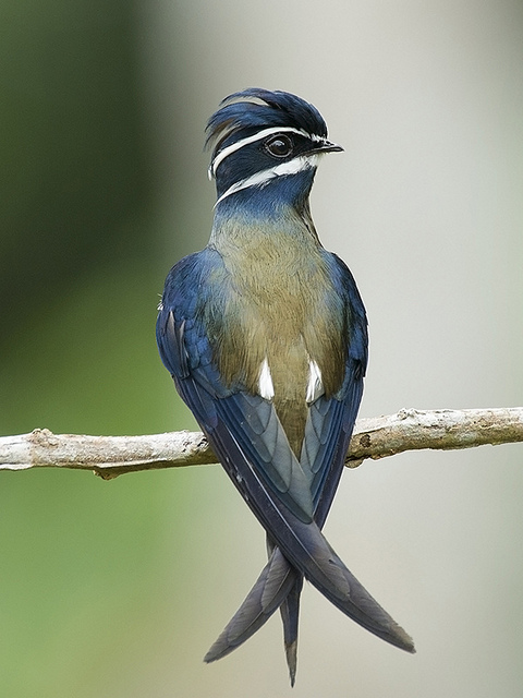 Pretty Whiskered tree swift