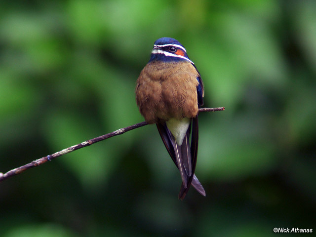 Pretty Whiskered tree swift