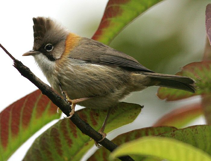 Whiskered yuhina