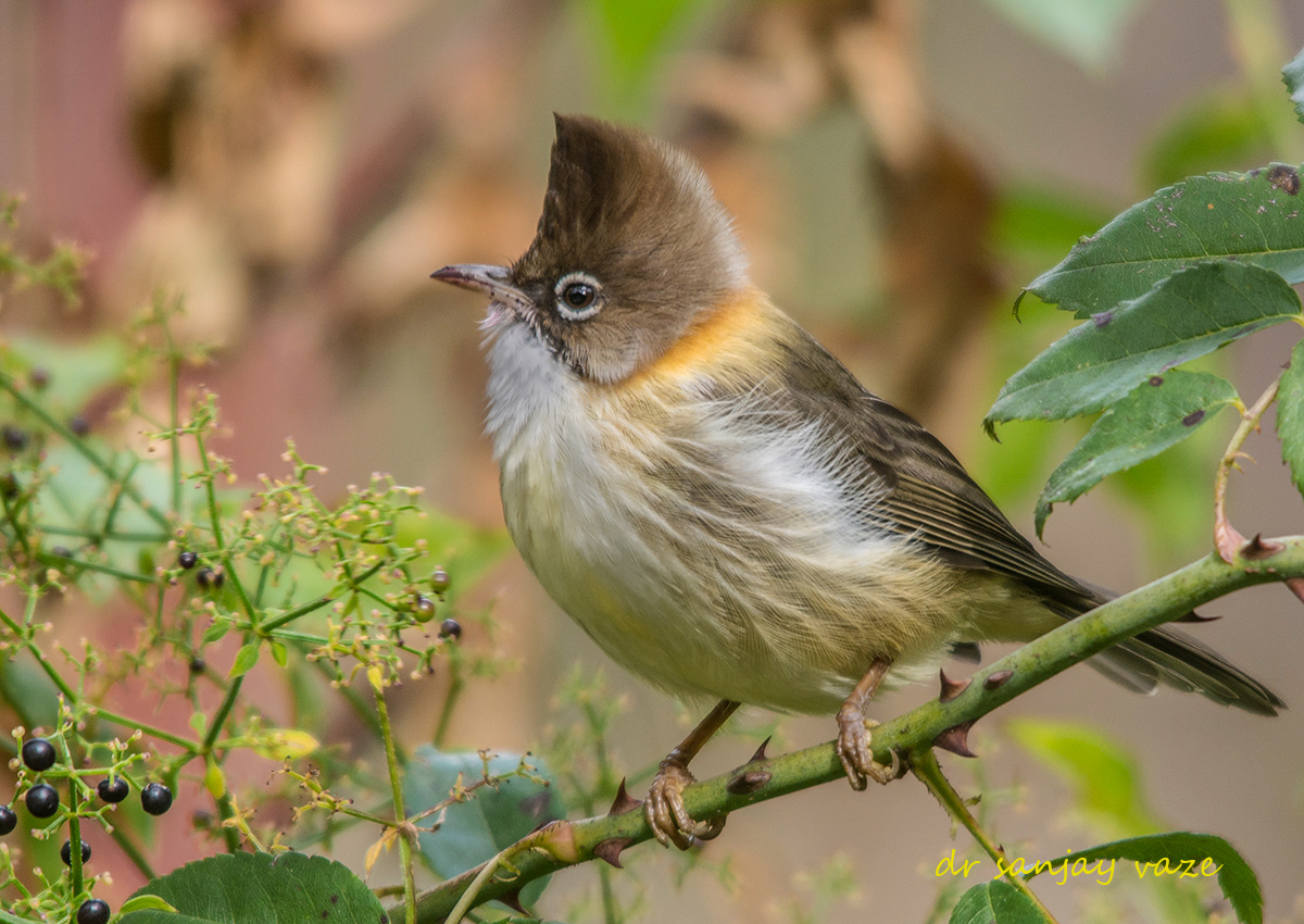 Pretty Whiskered yuhina