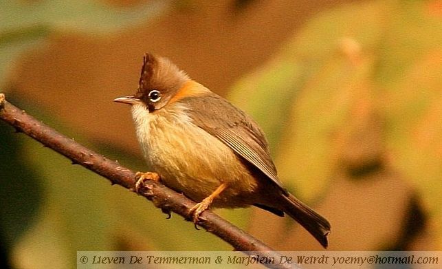 Pretty Whiskered yuhina