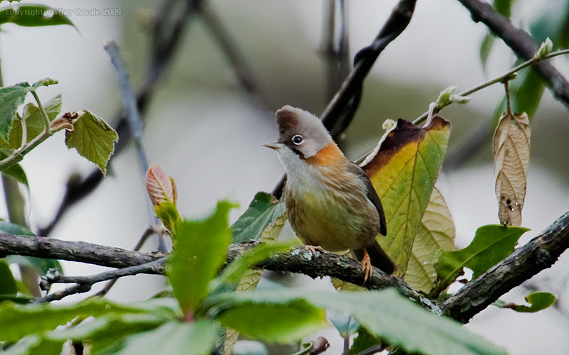 Pretty Whiskered yuhina