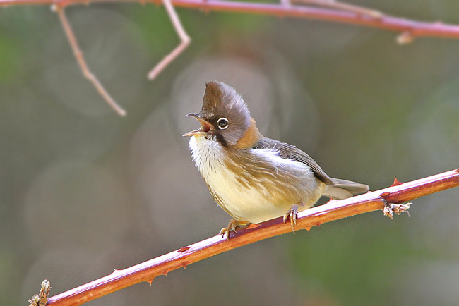 Pretty Whiskered yuhina