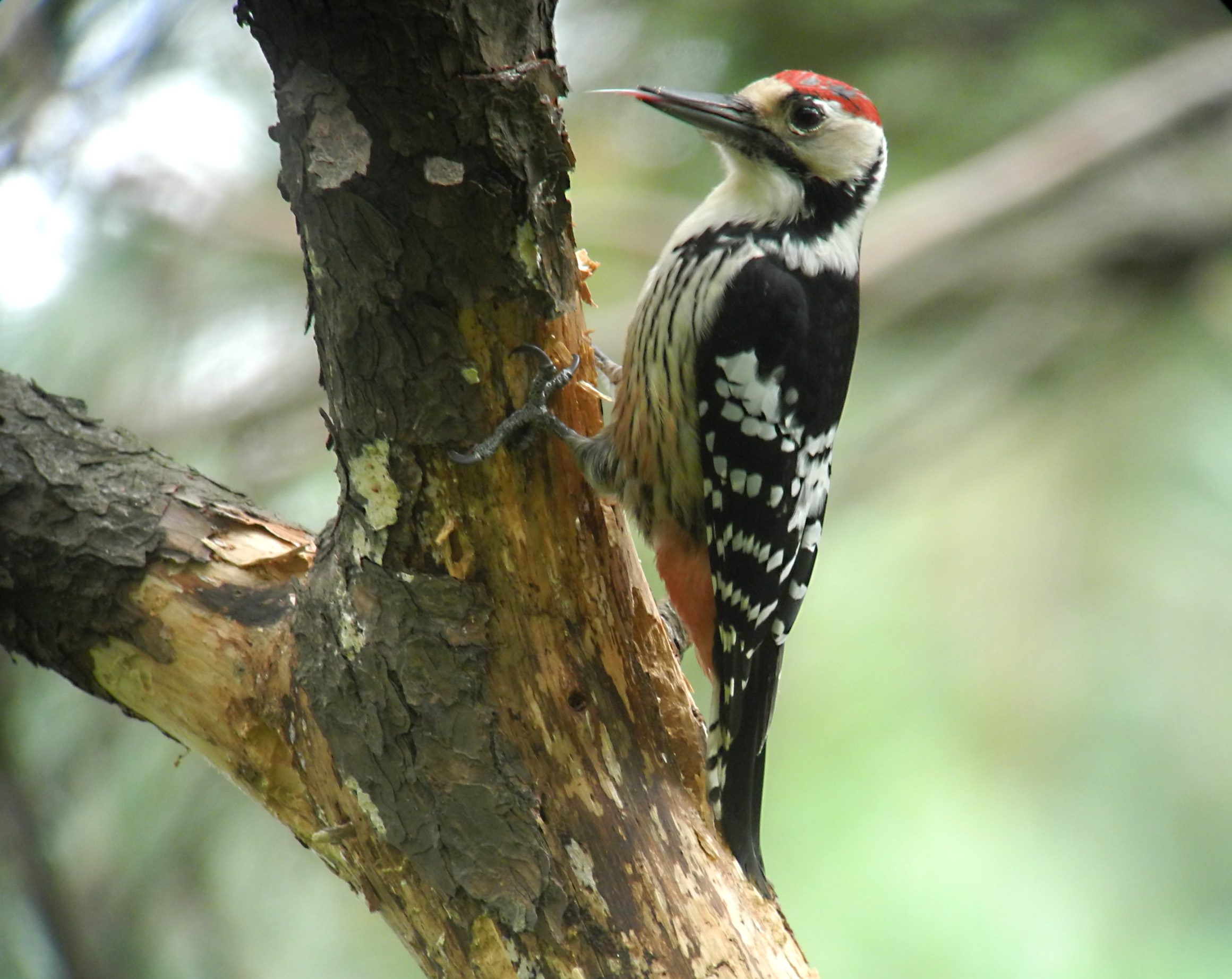 Pretty White-backed woodpecker