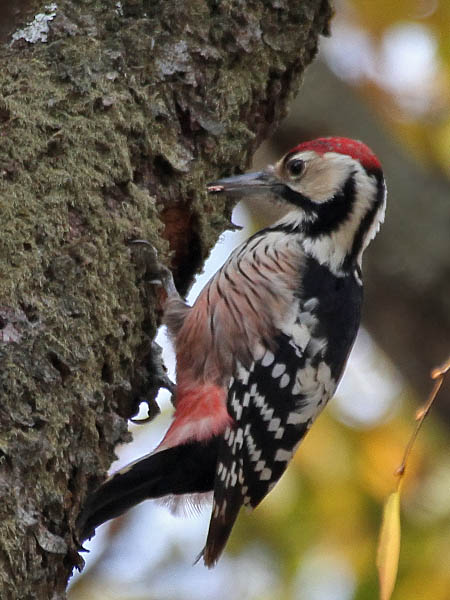 Pretty White-backed woodpecker