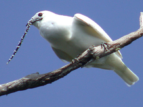 Pretty White bellbird