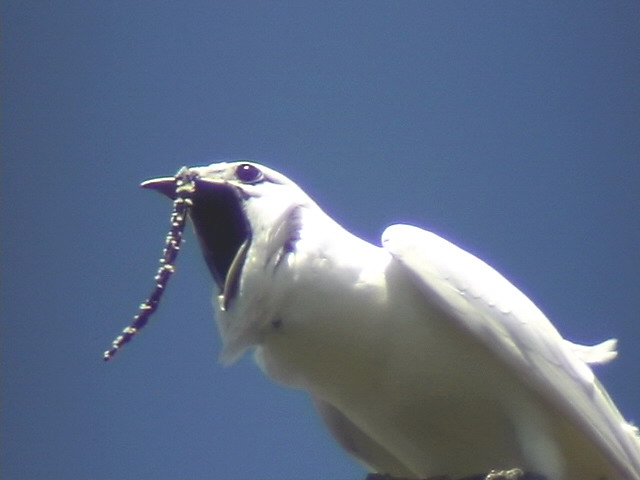 Pretty White bellbird