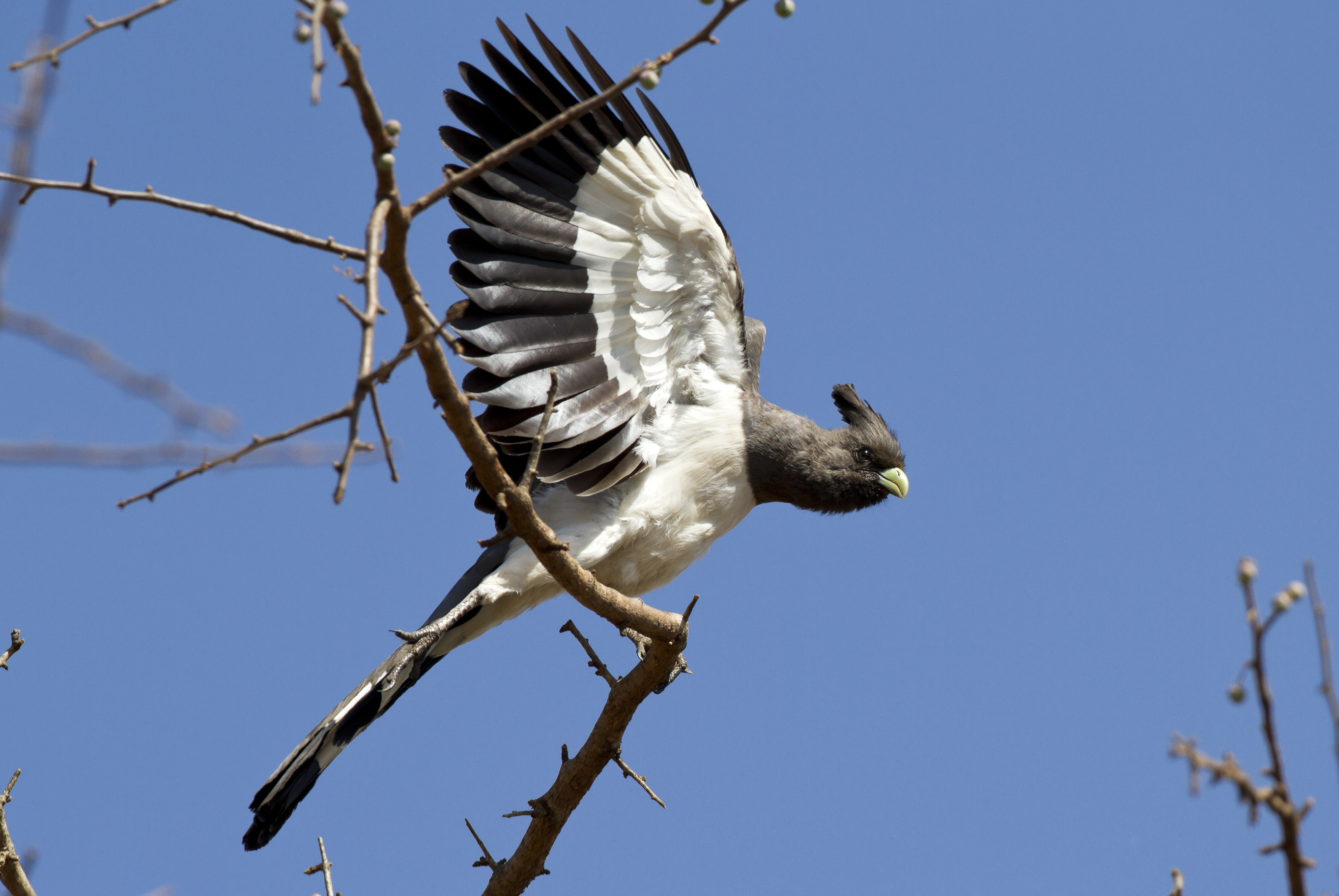 White-bellied go-away-bird