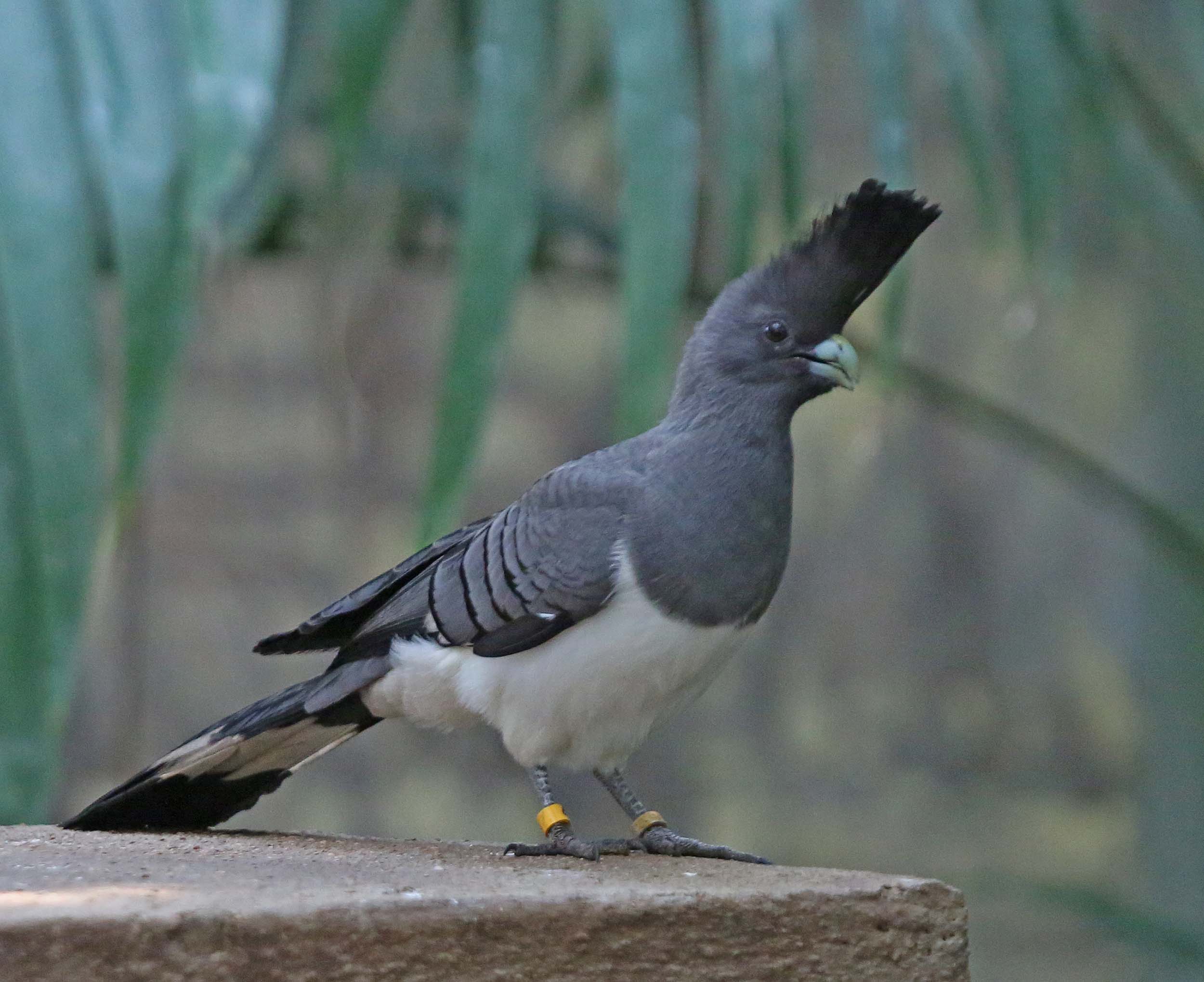 Pretty White-bellied go-away-bird