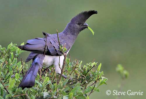 Pretty White-bellied go-away-bird