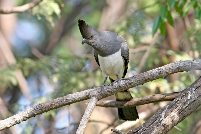 Pretty White-bellied go-away-bird