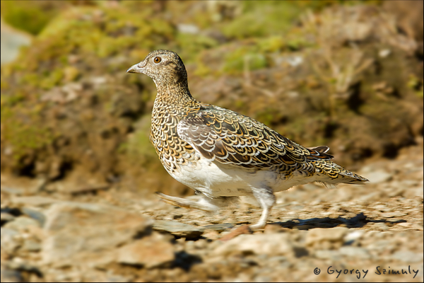 White-bellied seedsnipe