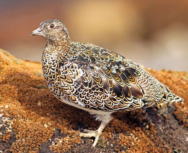 Pretty White-bellied seedsnipe