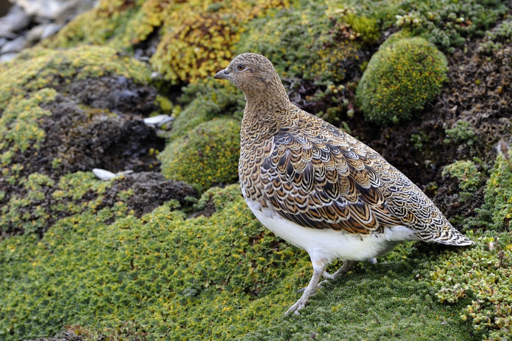 Pretty White-bellied seedsnipe