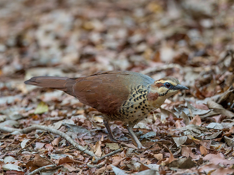 Pretty White-breasted mesite