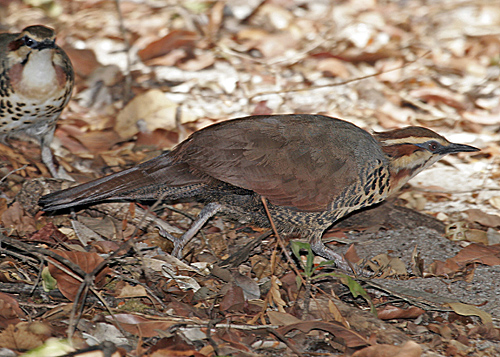 Pretty White-breasted mesite