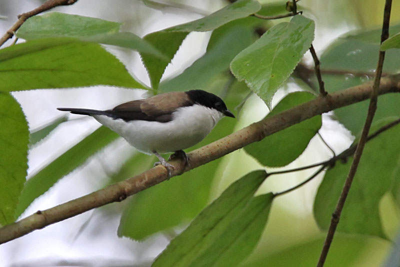 White-breasted negro-finch