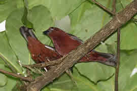 Pretty White-breasted negro-finch