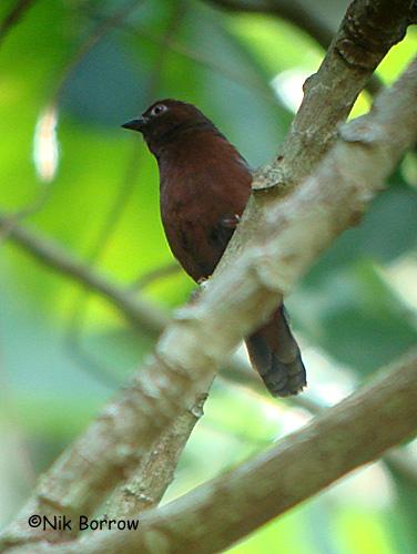 Pretty White-breasted negro-finch