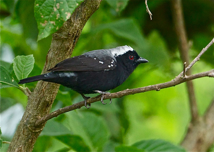 Pretty White-breasted negro-finch