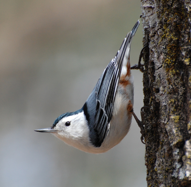 White-breasted nuthatch