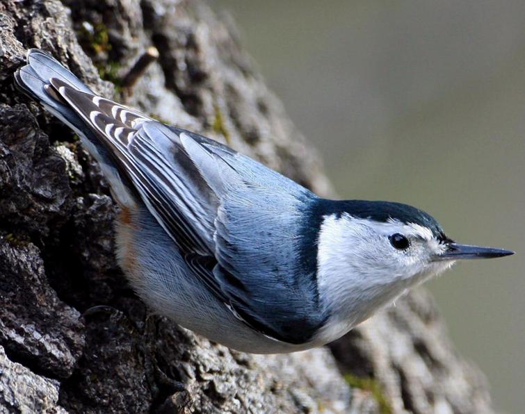 Pretty White-breasted nuthatch