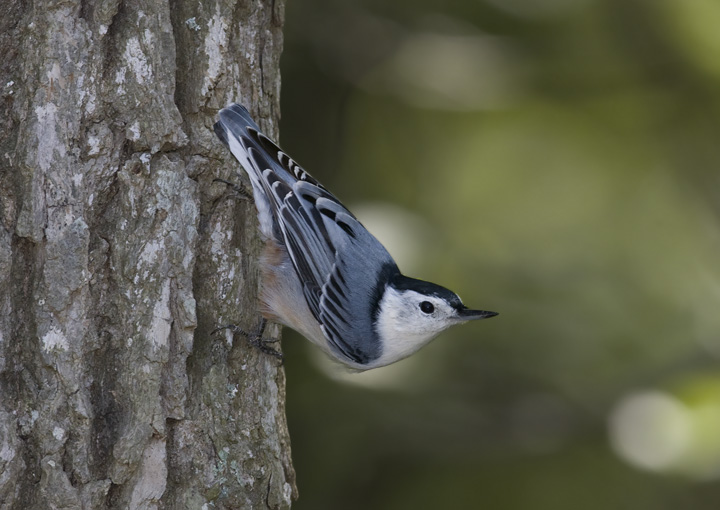 Pretty White-breasted nuthatch