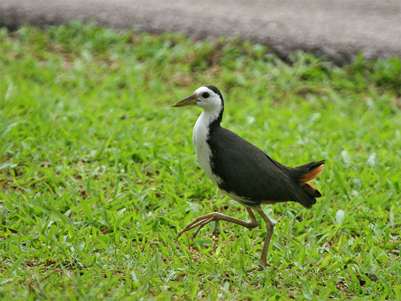 White-breasted waterhen