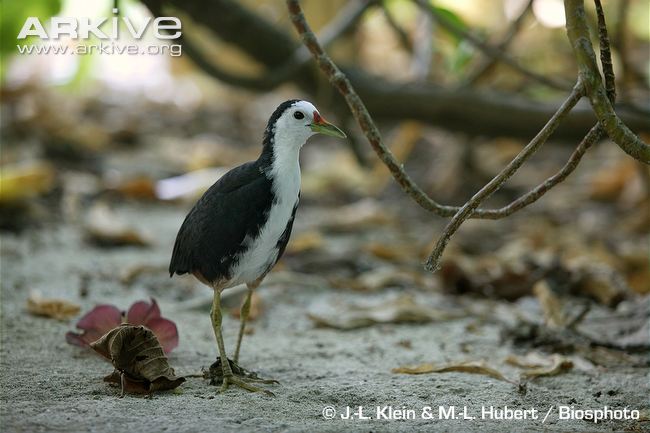 Pretty White-breasted waterhen