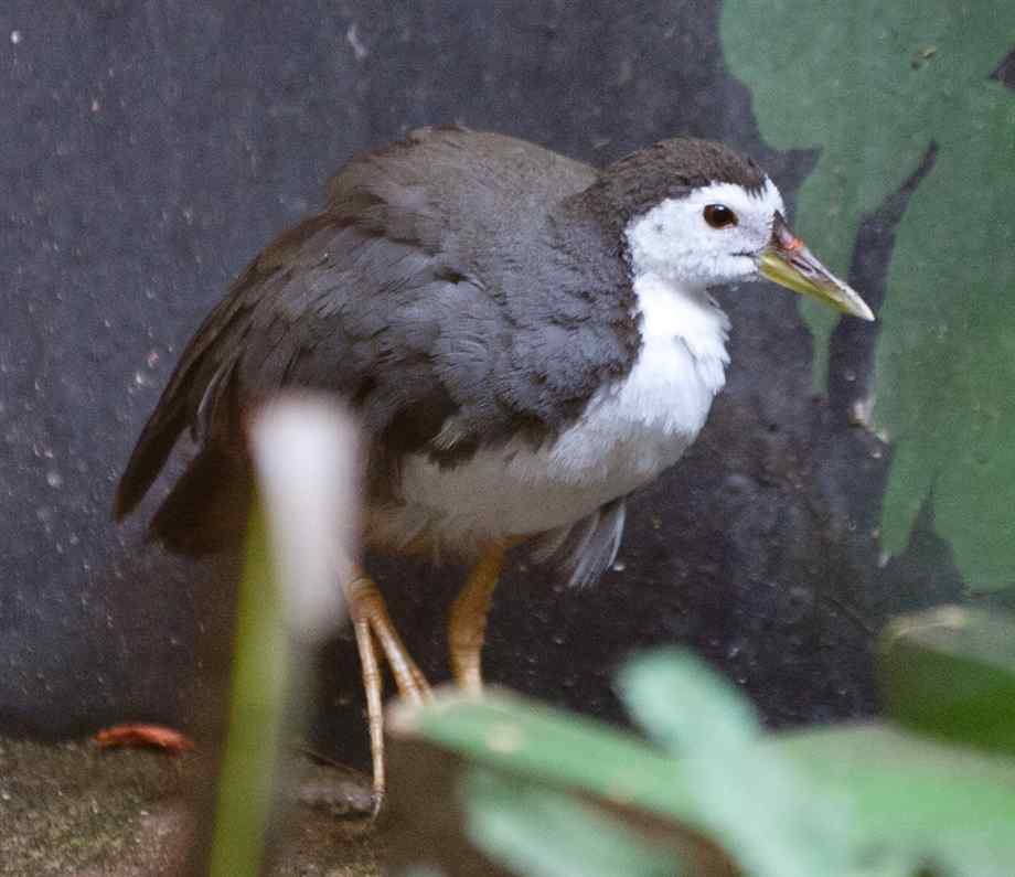 Pretty White-breasted waterhen