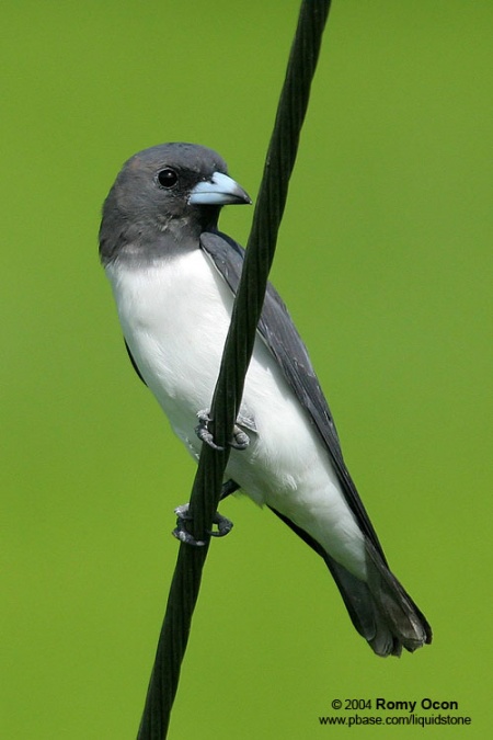 White-breasted woodswallow