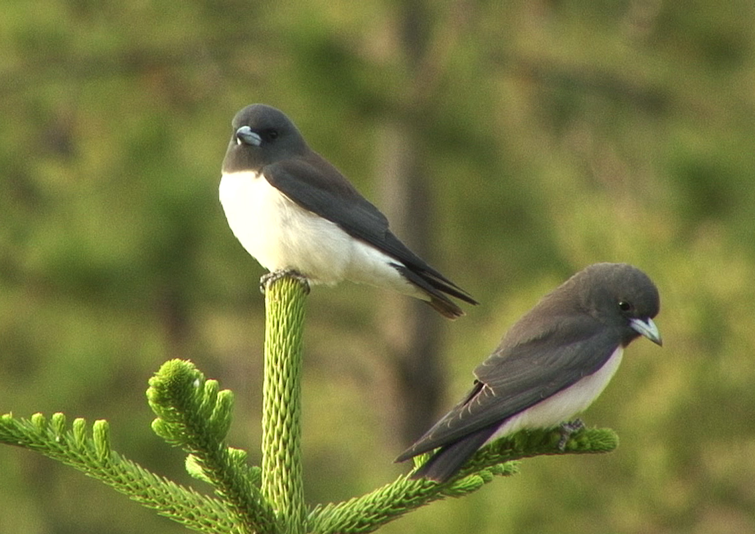 Pretty White-breasted woodswallow