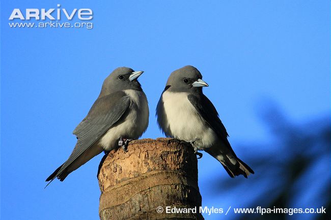 Pretty White-breasted woodswallow