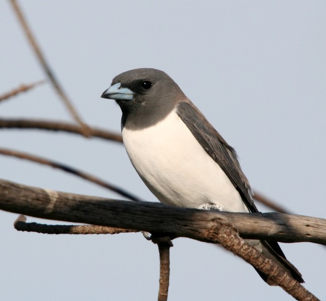 Pretty White-breasted woodswallow