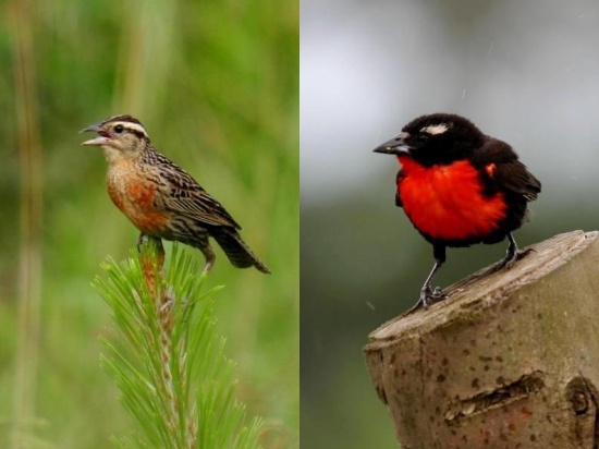 White-browed blackbird