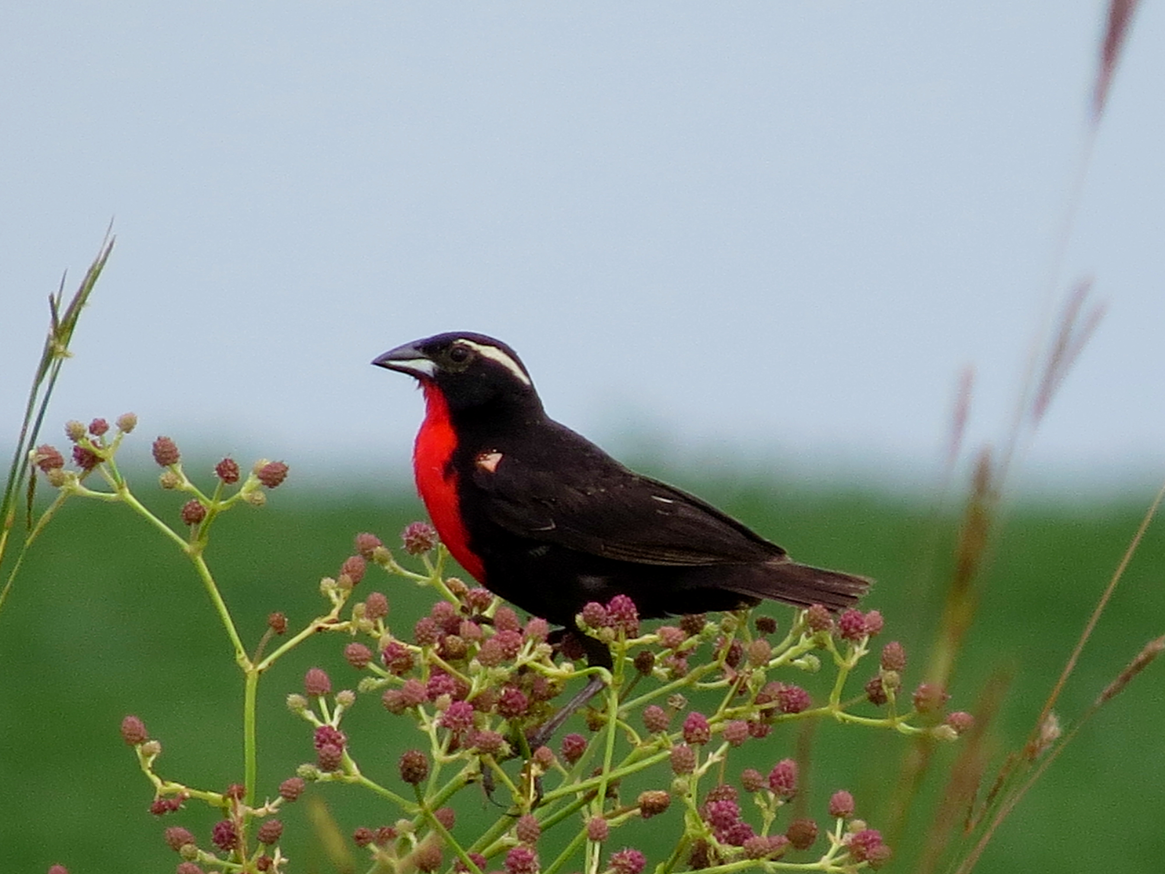 Pretty White-browed blackbird